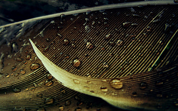 Drops, Macro, Surface, Sheet, Leaf, Shadow HD wallpaper