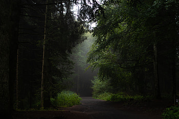 Nature, Trees, Bush, Road, Forest, Path HD wallpaper