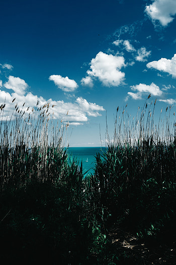 Nature, Grass, Sea, Clouds, Shore, Bank, Cane, Reed HD phone wallpaper