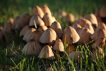 Mushrooms, summer, plants, light HD wallpaper