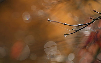 Drops, Macro, Branch HD wallpaper