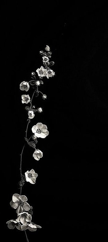 Life, floral, flash graphy, jewellery, flower HD phone wallpaper