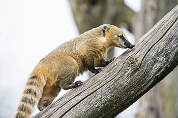 Coati, Animal , Nature HD wallpaper