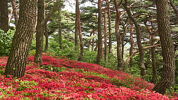 Red Flowers Green Leaves Field Bushes Trees Branches Forest In Blue Sky Background During Daytime Nature HD wallpaper