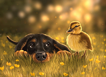 Animal Friends, dog, flowers, duck, friends HD wallpaper
