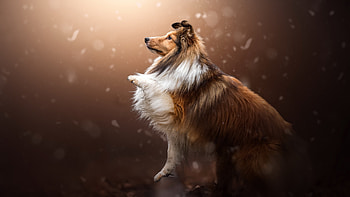 Shetland Sheep Dog, animal, dog, shetland, sheep HD wallpaper