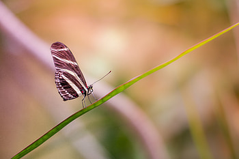 Macro, Close-Up, Butterfly, Wings HD wallpaper