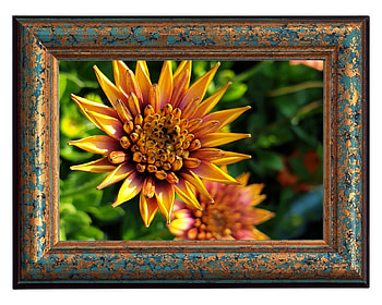 FRAMED FLOWERS, FLOWERS, NATURE, FRAMED HD wallpaper
