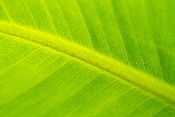 Macro, Surface, Leaflet, Veins HD wallpaper