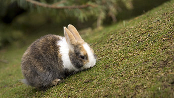 Animals, Food, Grass, Spotted, Spotty, Stroll, Rabbit HD wallpaper