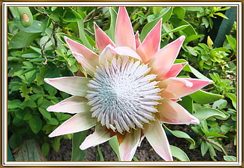 KING PROTEA, FLOWER, PRETTY, NATURE HD wallpaper