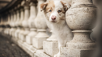 Australian Shepherd Dog Puppy Is Standing In Blur Background Dog HD wallpaper