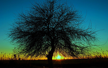 Landscape, Trees, Sunset HD wallpaper