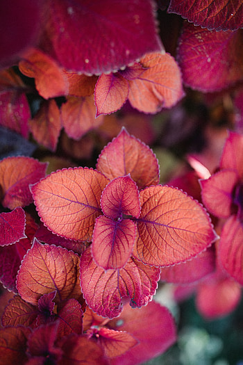 Leaves, Pink, Plant, Macro, Close-Up HD phone wallpaper