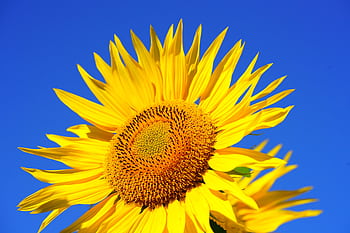 Close-up of a blooming sunflower with vibrant yellow petals against a clear blue sky. HD wallpaper