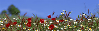 Plants, Flowers HD wallpaper