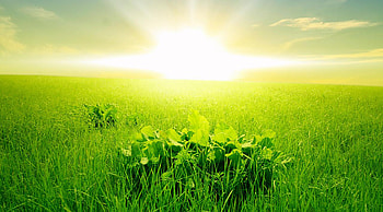Morning dew, Fresh green grass, Rising sun, Natural beauty HD wallpaper