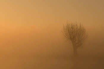 Nature, Wood, Tree, Fog, Darkness, Gloomy, Lonely, Alone HD wallpaper