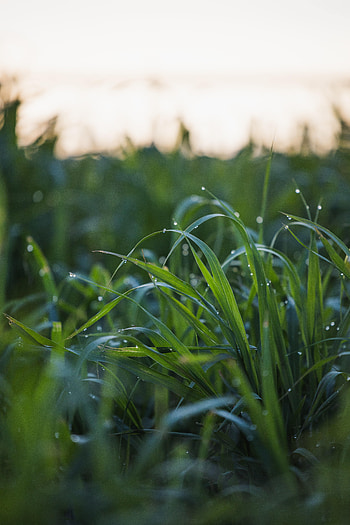 Grass, Drops, Macro, Wet, Dew HD phone wallpaper