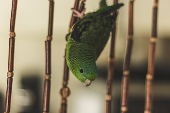 Animals, Parrots, Bird, Cell, Cage HD wallpaper