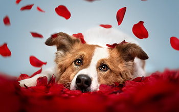 :), valentine, dog, day, petals, red, face, card, caine HD wallpaper