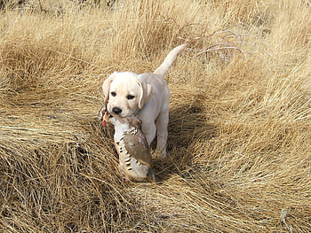 Little Hunter, puppy, labrador, field, hunter, retriever, little HD wallpaper