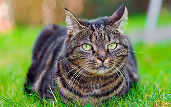 Animals, Grass, Cat, To Lie Down, Lie, Striped HD wallpaper