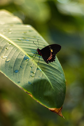 Drops, Macro, Insect, Butterfly, Leaflet HD phone wallpaper