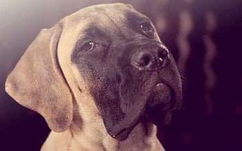 Animals, Dog, Muzzle, Close-Up HD wallpaper