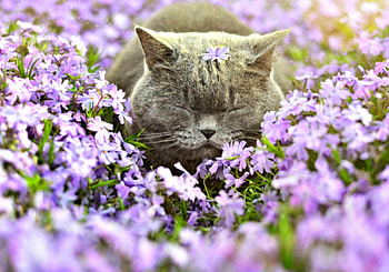 Cat, animal, purple, pink, field, flower, cute HD wallpaper
