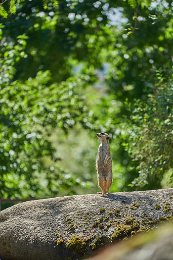 Animals, Rock, Stone, Sight, Opinion, Animal, Profile, Meerkat, Surikat HD phone wallpaper