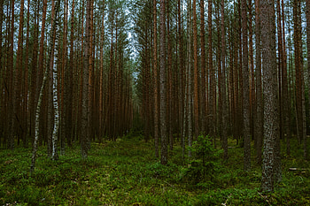 Nature, Trees, Pine, Forest HD wallpaper