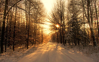 Winter, Nature, Trees, Snow, Rays, Beams, Road, Forest, Shadows, Sunlight HD wallpaper