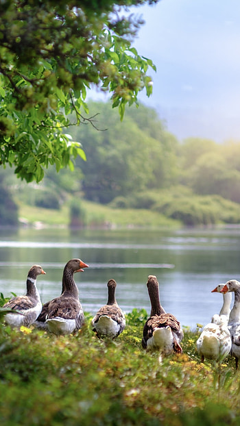 Wild geese, , High-definition visuals, Stunning graphy HD phone wallpaper