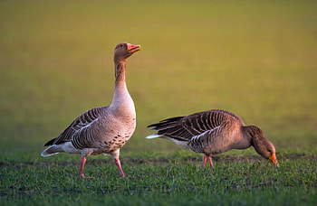 Greylag Goose, , Detailed feathers, Baltana collection HD wallpaper