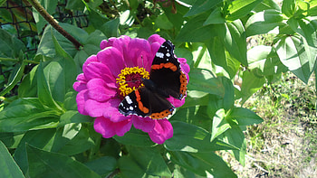 Animals, Summer, Flower, Butterfly HD wallpaper