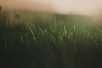 Grass, Background, Macro, Dark, Shine, Light, Fog HD wallpaper
