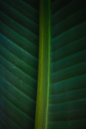 Macro, Sheet, Leaf, Stripes, Streaks, Veins HD phone wallpaper