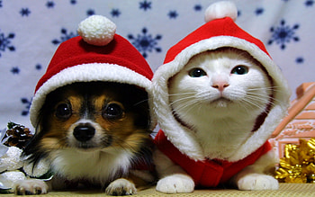 SWEET FRIENDS, dog, cat, costume, santa HD wallpaper