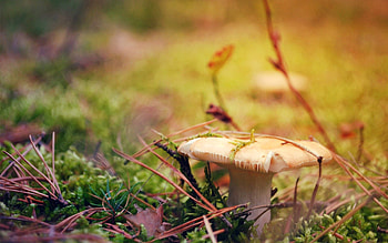 Grass, Autumn, Macro, Mushroom, Dry HD wallpaper