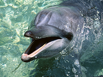 Animals, Dolfins HD wallpaper