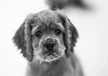 Dog, sweet, dogs, puppies, cute, beautiful, playful, playful dog, puppy, dog face, pretty, animals, face, bubbles, lovely HD wallpaper