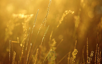 Grass, Plant, Macro, Shine, Light, Bright, Blur, Smooth HD wallpaper