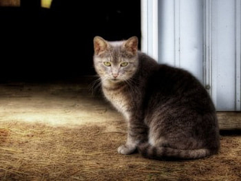 barn cat, barn, cat HD wallpaper