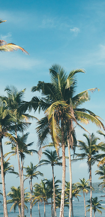 Palm Tree, Sunny day, Samsung Galaxy S8, Background HD phone wallpaper