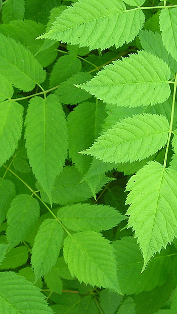 Green leaf Android , Nature's beauty, Serene backgrounds, Vibrant freshness HD phone wallpaper