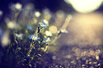 Flowers, Grass, Background, Macro, Glare HD wallpaper