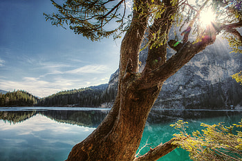 Scenic View Behind Tree , tree, nature, landscape, reflection HD wallpaper