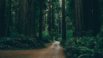 Sierra National Forest, Green Forests HD wallpaper