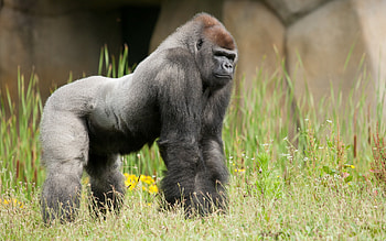 Virunga National Park, Gorilla, , Wildlife HD wallpaper